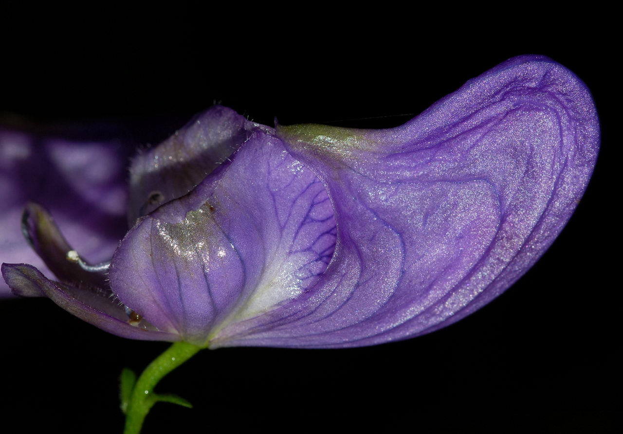 آکونتیوم واریگاتوم